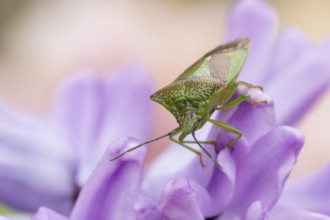 Hawthorn shieldbug (Acanthosoma haemorrhoidale) adult insect on a garden flower in springtime,