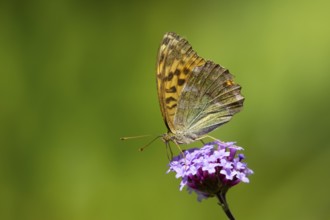 Silver-washed fritillary butterfly (Argynnis paphia) adult insect feeding on a garden Verbena