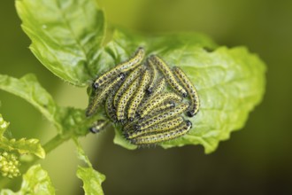 Large or Cabbage white butterfly (Pieris brassicae) juvenile larva caterpillars pest feeding on