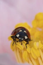 Seven-spot ladybird or ladybug (Coccinella septempunctata) adult insect on a garden Camellia flower