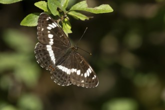 White admiral butterfly (Limenitis camilla) adult insect on a tree leaf in a woodland in summer,