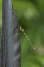 Emerald damselfly (Lestes sponsa) adult insect resting on a bird feather in summer, England, United