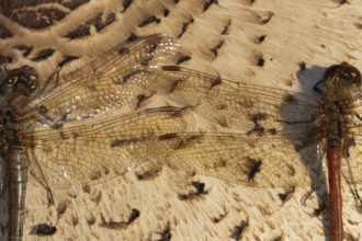 Common darter dragonfly (Sympetrum striolatum) two adult insects resting on a Parasol mushroom in