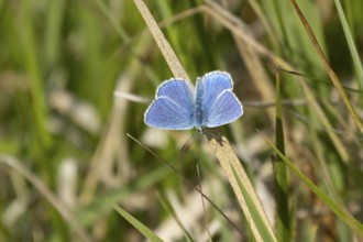 Adonis blue butterfly (Polyommatus bellargus) adult male insect resting on a grass leaf in summer,