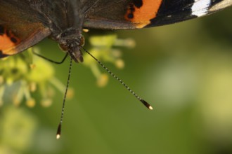 Red admiral butterfly (Vanessa atalanta) adult insect feeding Ivy flowers in summer, England,