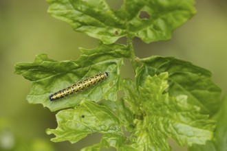Large or Cabbage white butterfly (Pieris brassicae) juvenile larva caterpillar pest feeding on