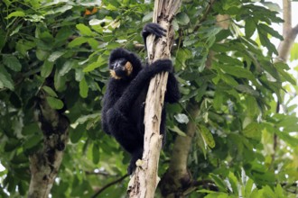 Southern yellow-cheeked gibbon (Nomascus gabriellae), adult, male, sitting, on tree, alert,