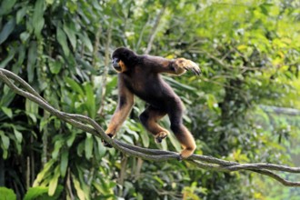 Southern yellow-cheeked gibbon (Nomascus gabriellae), adult, male, climbing, on tree, Southeast