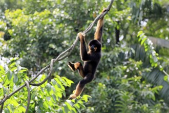Southern yellow-cheeked gibbon (Nomascus gabriellae), adult, male, climbing, swinging, on tree,