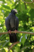 White-headed Pigeon (Patagioenas leucocephala), adult, on wait, on tree, alert, Caribbean, Central