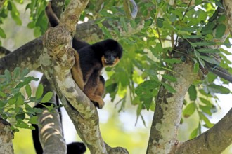 Southern yellow-cheeked gibbon (Nomascus gabriellae), adult, male, sitting, on tree, Southeast Asia