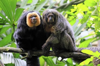 White-headed Saki (Pithecia pithecia), adult, on tree, pair, male, female, social behaviour, South