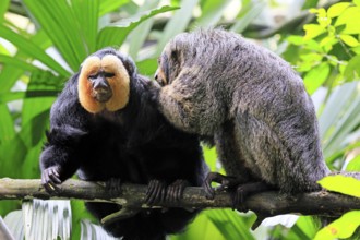 White-headed saki (Pithecia pithecia), adult, on tree, pair, male, female, fur care, social