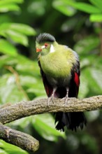 White-eared Turaco (Menelikornis leucotis), adult, alert, on tree trunk, Ethiopia, Africa, captive