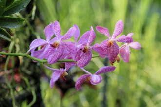 Orchid Aranda Chark Kuan, blossoms, blooming, Singapore, Southeast Asia