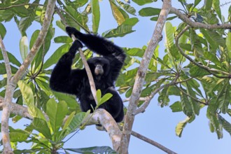 Siamang (Symphalangus syndactylus), adult, sitting on tree, alert, Southeast Asia