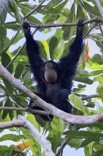 Siamang (Symphalangus syndactylus), adult, on tree, calling, Southeast Asia