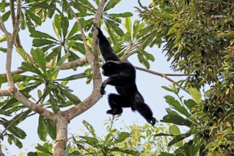 Siamang (Symphalangus syndactylus), adult, on tree, climbing, swinging, Southeast Asia