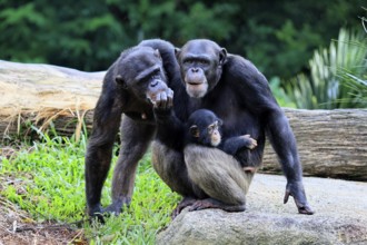 Chimpanzee (Pan troglodytes), adult, two females, mother, baby, young animal, social behaviour