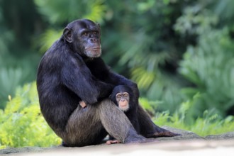 Chimpanzee (Pan troglodytes), adult, female, mother, baby, young animal, social behaviour