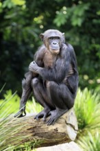Chimpanzee (Pan troglodytes), adult, sitting on tree trunk, alert