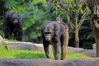 Chimpanzee (Pan troglodytes), adult, female, mother, baby, young animal, social behaviour, young