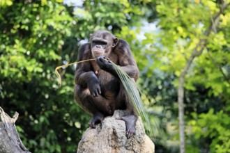 Chimpanzee (Pan troglodytes), adult, on rocks, feeding