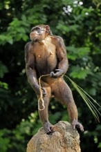 Chimpanzee (Pan troglodytes), adult, on rocks, standing upright