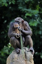 Chimpanzee (Pan troglodytes), adult, on rocks, feeding