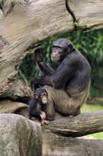Chimpanzee (Pan troglodytes), adult, female, mother, baby, young animal, social behaviour