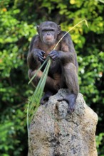 Chimpanzee (Pan troglodytes), adult, on rocks
