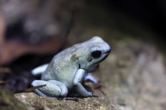 Golden poison frog (Phyllobates terribilis), metallic yellow-green form, adult, sitting, on ground,