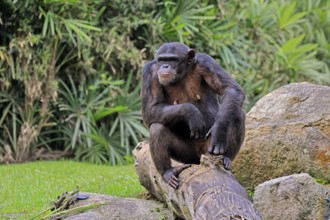 Chimpanzee (Pan troglodytes), adult, sitting on tree trunk, alert