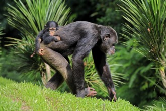 Chimpanzee (Pan troglodytes), adult, female, mother, baby, young animal, social behaviour, young