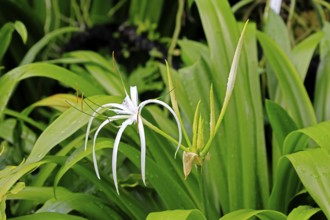 Hymenocallis, beautiful lily, flower, flowering, Singapore, Southeast Asia