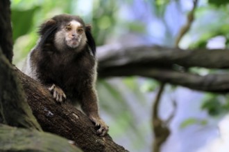 Black tufted monkey (Callithrix penicillata), adult, sitting on tree, alert, Brazil, South America