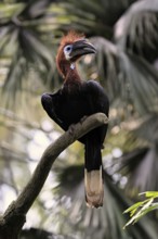 Black-helmeted Hornbill (Ceratogymna atrata), Club-tailed Hornbill, adult, female, perch, South