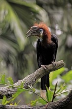 Black-helmeted Hornbill (Ceratogymna atrata), Club-tailed Hornbill, adult, female, perch, calling,
