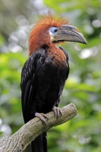 Black-helmeted Hornbill (Ceratogymna atrata), Club-tailed Hornbill, adult, female, portrait, South