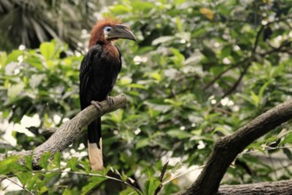 Black-helmeted Hornbill (Ceratogymna atrata), Club-tailed Hornbill, adult, female, perch, South