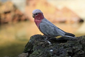 Pink cockatoo (Eolophus roseicapillus), adult, on rocks, alert, Australia
