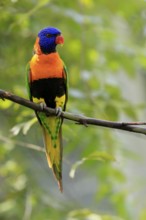 Red-naped Lorikeet (Trichoglossus rubritorquis), Darwin All-coloured Lorikeet, adult, on tree,