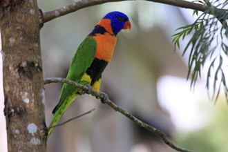 Red-naped Lorikeet (Trichoglossus rubritorquis), Darwin All-coloured Lorikeet, adult, on tree,