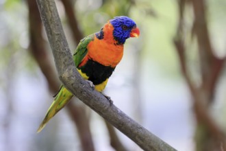 Red-naped Lorikeet (Trichoglossus rubritorquis), Darwin All-coloured Lorikeet, adult, on tree,