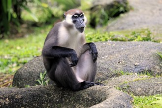 Red-crowned mangabey (Cercocebus torquatus), red-headed mangabey, collared mangabey, adult,