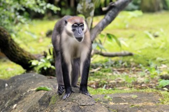 Red-crowned mangabey (Cercocebus torquatus), red-headed mangabey, collared mangabey, adult,