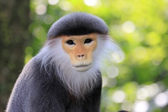 Red-shanked monkey (Pygathrix nemaeus), adult, portrait, relaxed, Southeast Asia