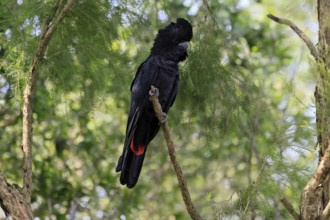 Red-tailed Cockatoo (Calyptorhynchus banksii), Banks' Cockatoo, adult, male, perch, alert,