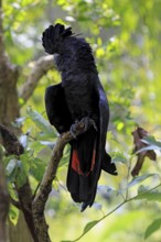 Red-tailed Cockatoo (Calyptorhynchus banksii), Banks' Cockatoo, adult, male, perch, alert,