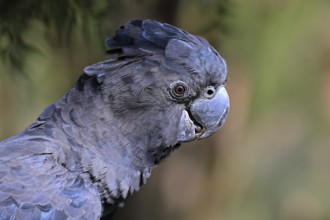 Red-tailed Cockatoo (Calyptorhynchus banksii), Banks' Cockatoo, adult, portrait, alert, Australia